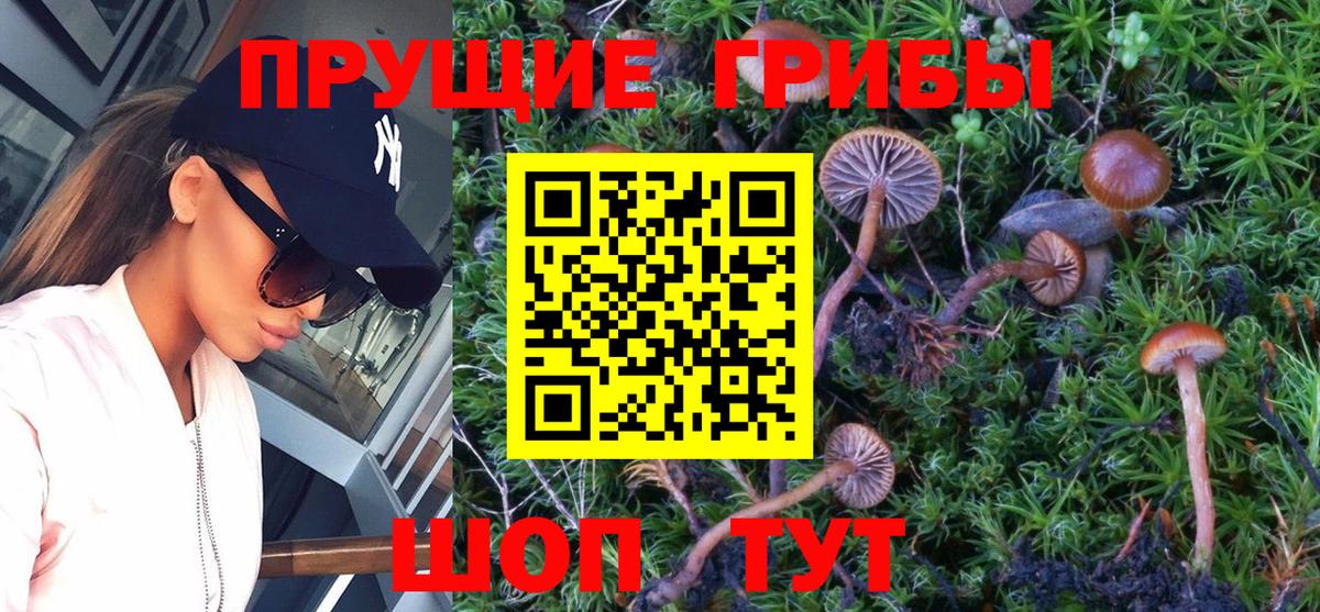 Галлюциногенные грибы Psilocybe Трёхгорный